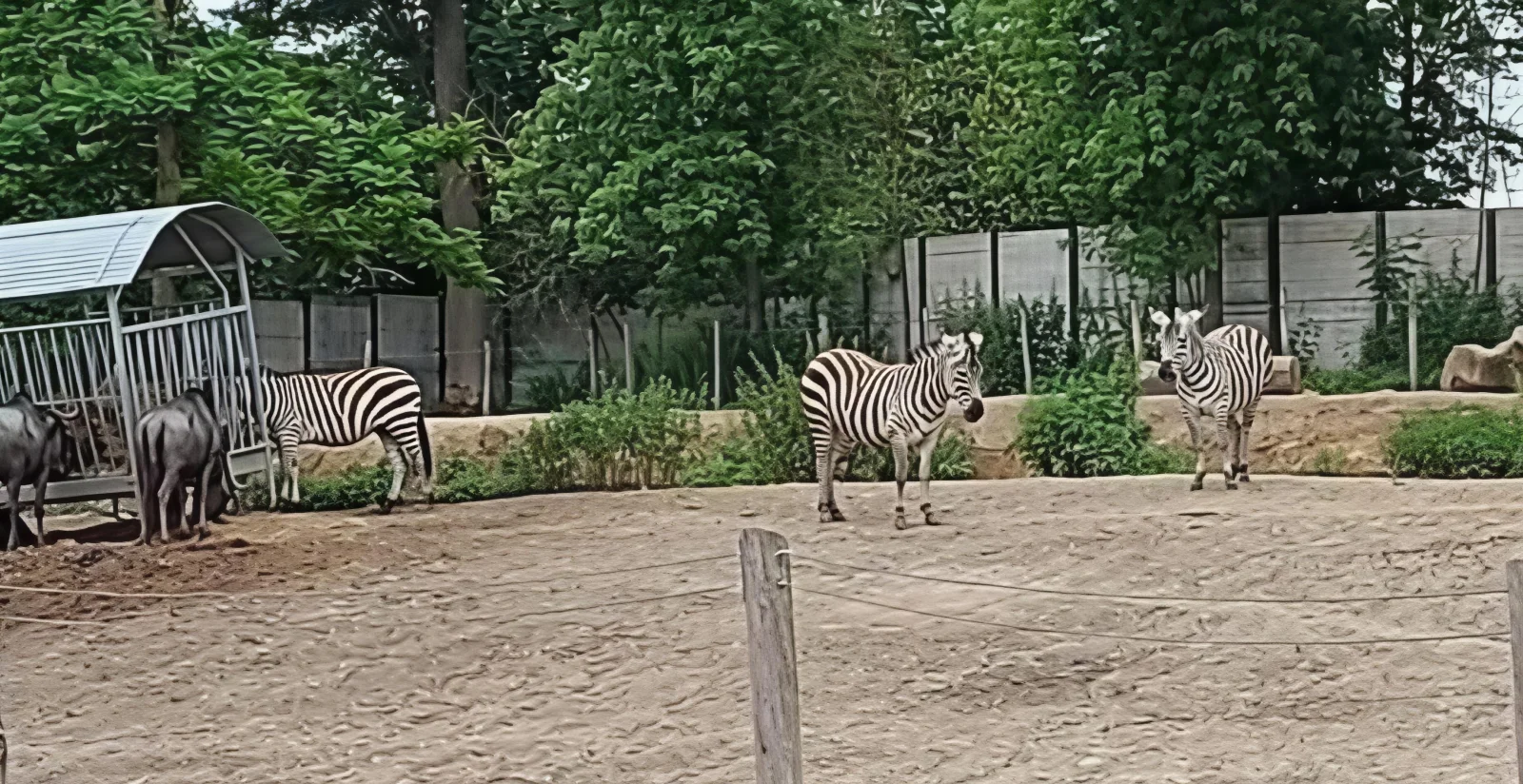 Pairi Daiza sacr&eacute; &ldquo;Meilleur Zoo d&rsquo;Europe&rdquo; pour la sixi&egrave;me fois : un triomphe belge qui rayonne &agrave; l&rsquo;international