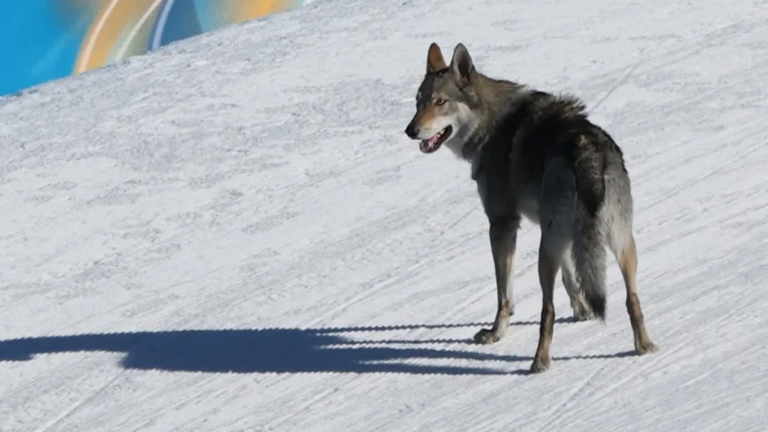 (PHOTOS) JO Milan-Cortina : un chien termine le sprint féminin